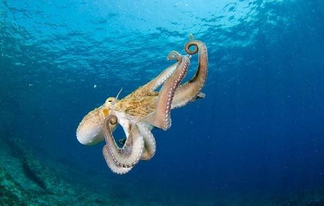 Calentamiento del mar 'desequilibra' la reproducción de especies