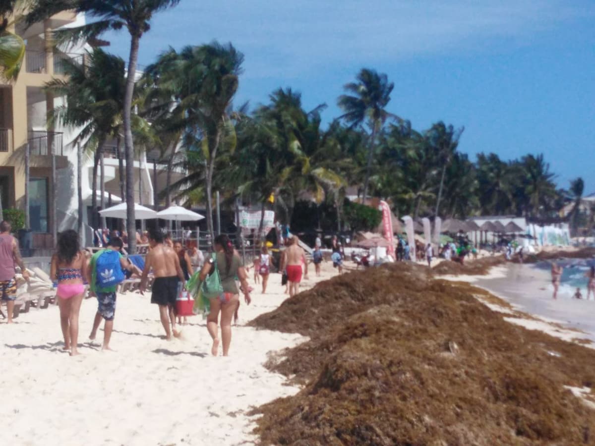 Sargazo invade costas de Playa del Carmen
