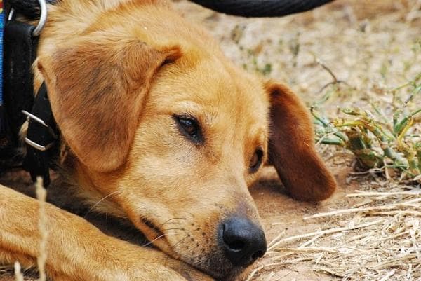 Mueren 20 perros por donación de alimento envenenado