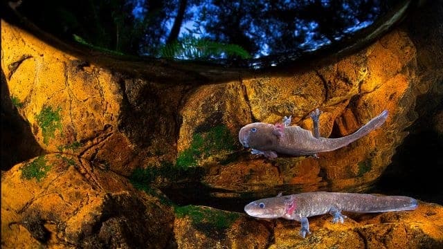 Galería: Conoce las fotografías que  ganaron en BigPicture: Natural World Photography 2020