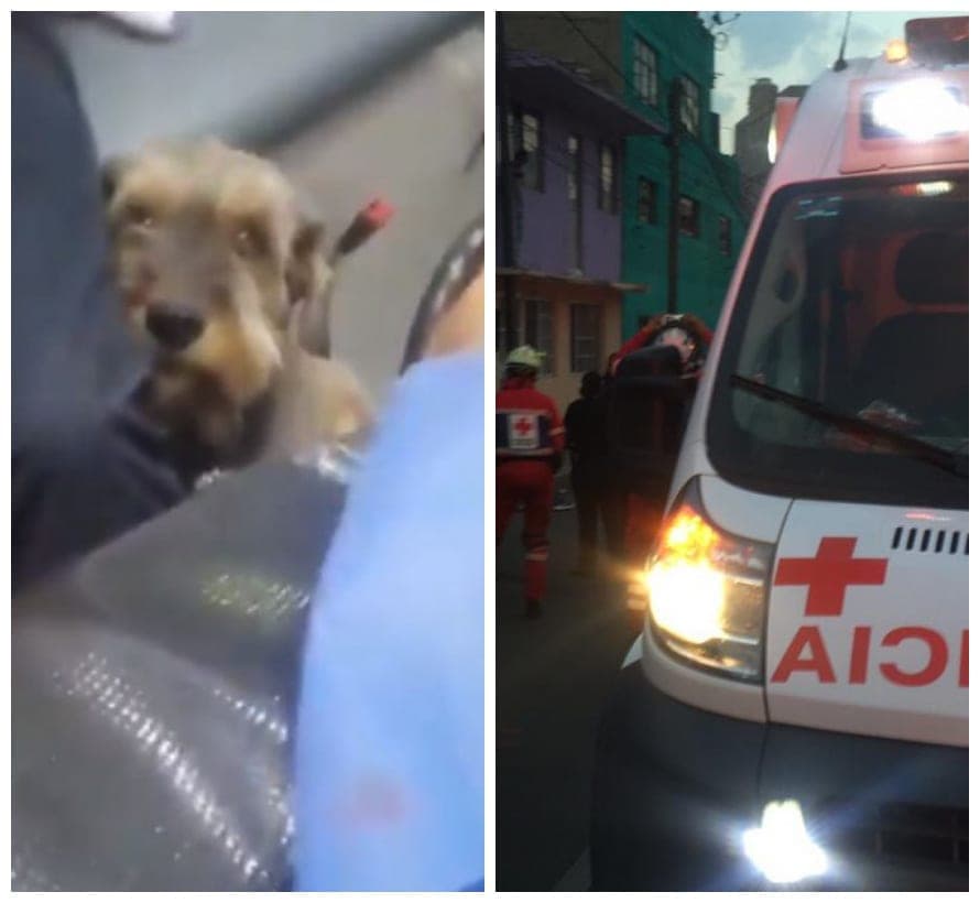 Video: Perro corre detrás de una ambulancia en la que iba su dueño, lo espera en el hospital