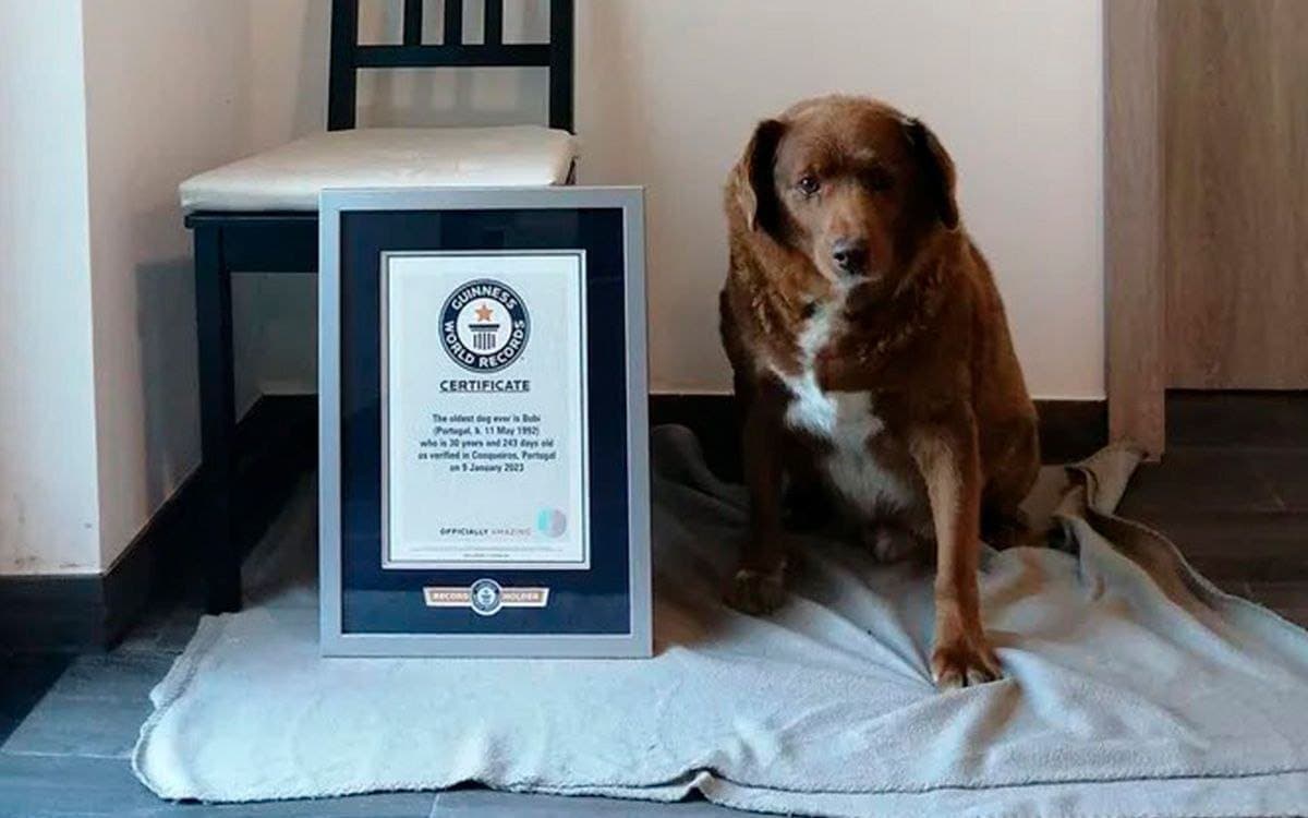 Bobi, el lomito más viejo del mundo, cumplió 31 años