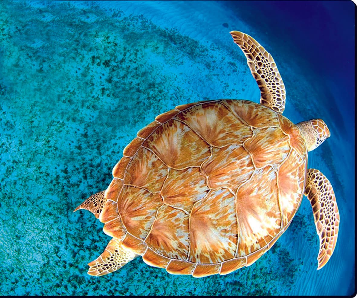 Hace oficial la CONANP la suspensión de nado con tortugas en Akumal