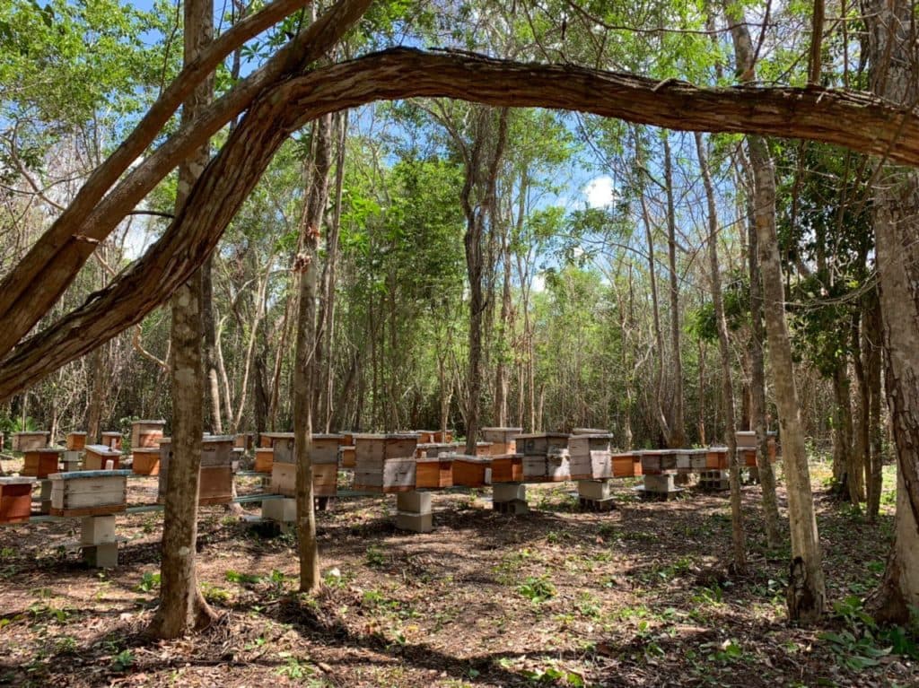 Analizarán Ordenamiento Ecológico Local de José María Morelos