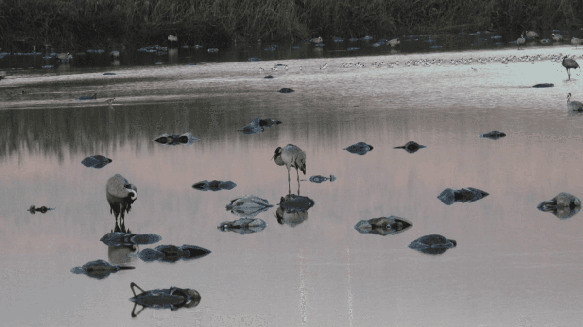 Gripe aviar cobra la vida de cinco mil grullas silvestres
