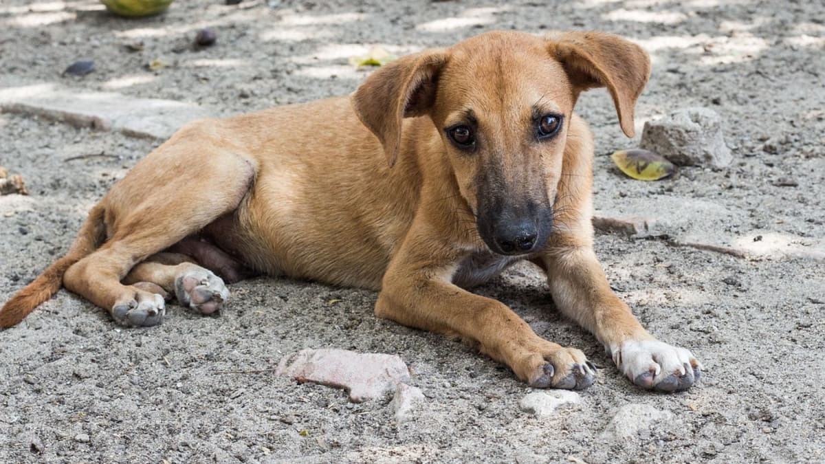 Invitan a la carrera "Pasitos con causa" en Playa del Carmen; buscan esterilizar a 100 mascotas