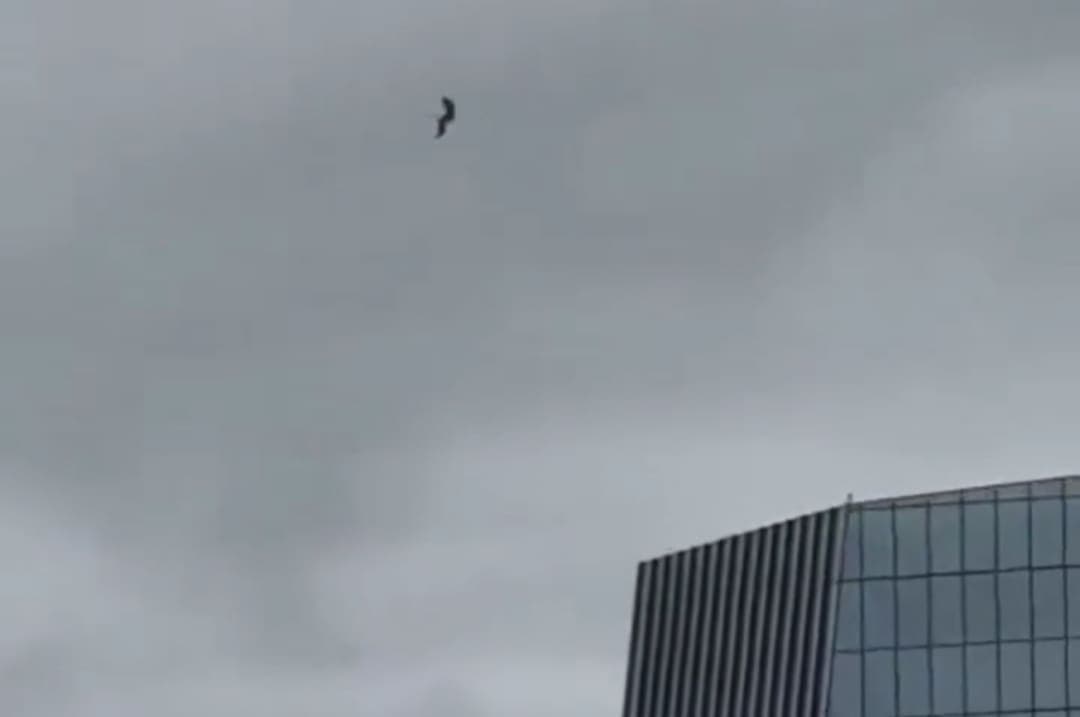 VIDEO: Captan a un hombre balanceándose desde una grúa de construcción en Austin, Estados Unidos