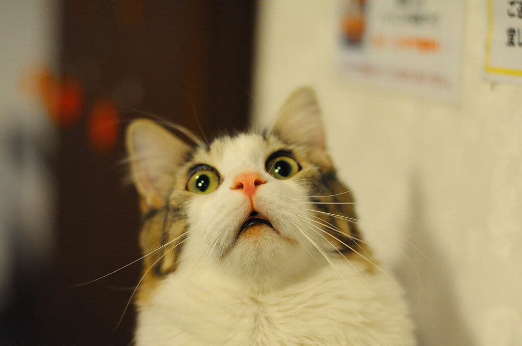 Policías saben ahora quién mató a más de 400 gatos en tres años