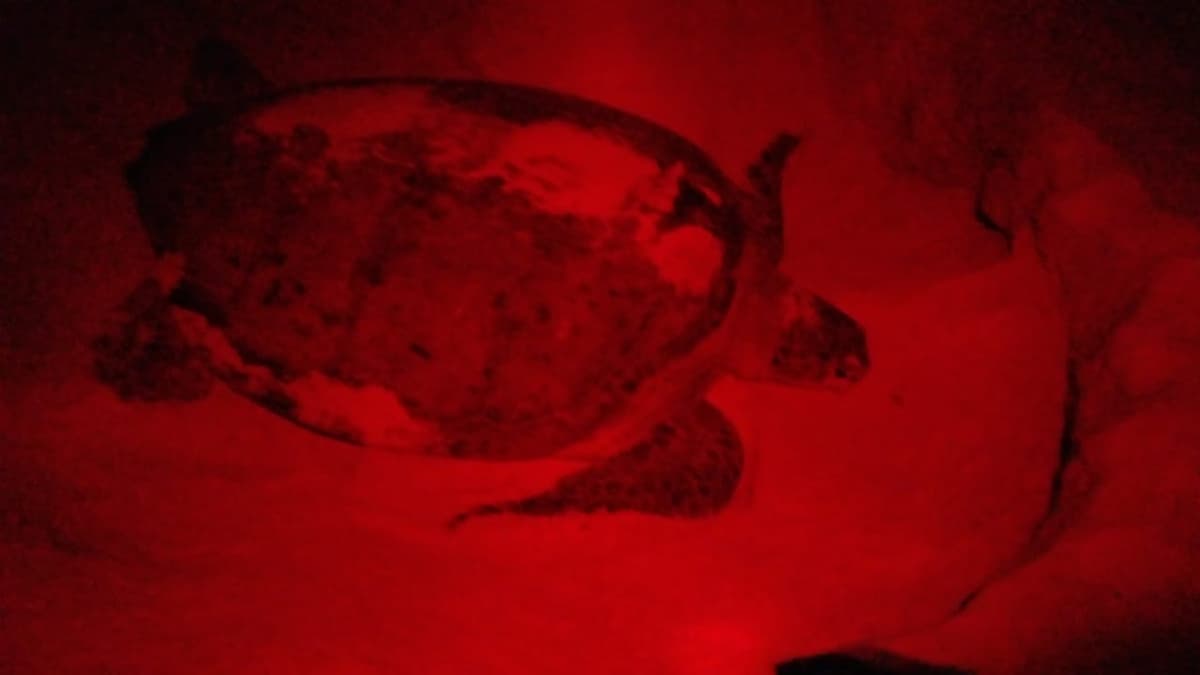 A la baja la anidación de tortugas en Akumal