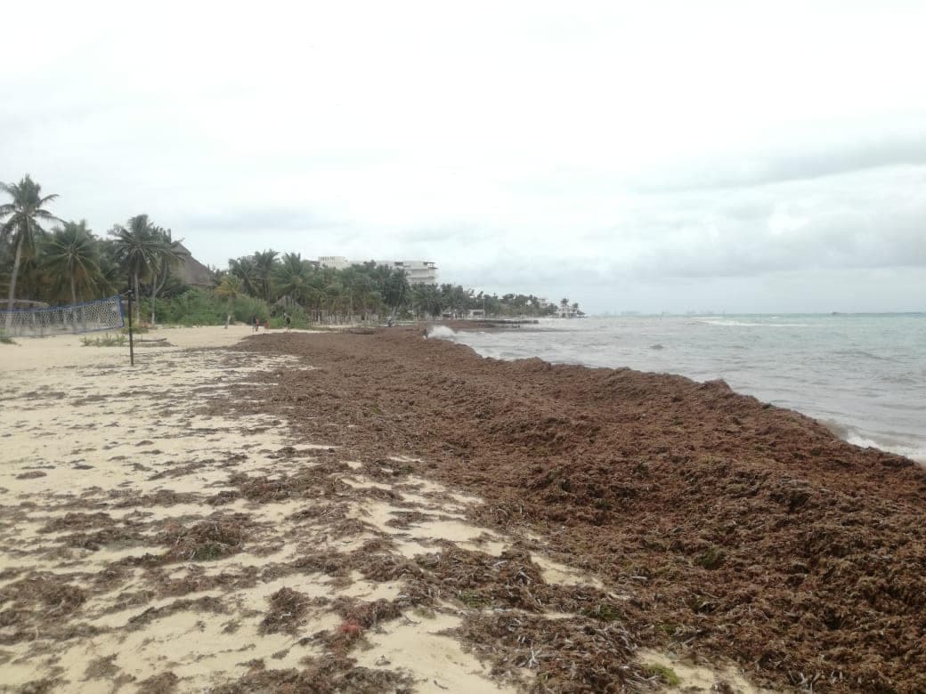 El sargazo de Cancún y Puerto Morelos se fue a Isla Mujeres