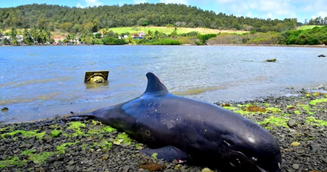 Muere madre delfín junto a su hijo al intentar salvarlo del derrame de petróleo en Isla Mauricio