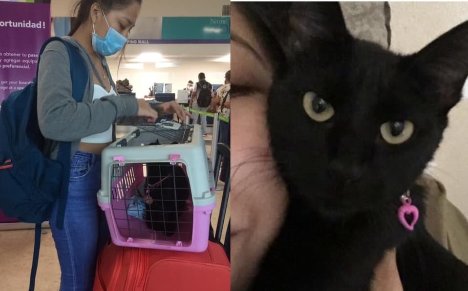 Mujer paga asiento de avión a su gatita; Viva Aerobús la manda a equipaje y la pierde