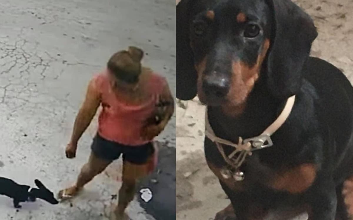 VIDEO: Perrita salchicha "Leah" se sale de casa y mujer se la lleva en la Colosio