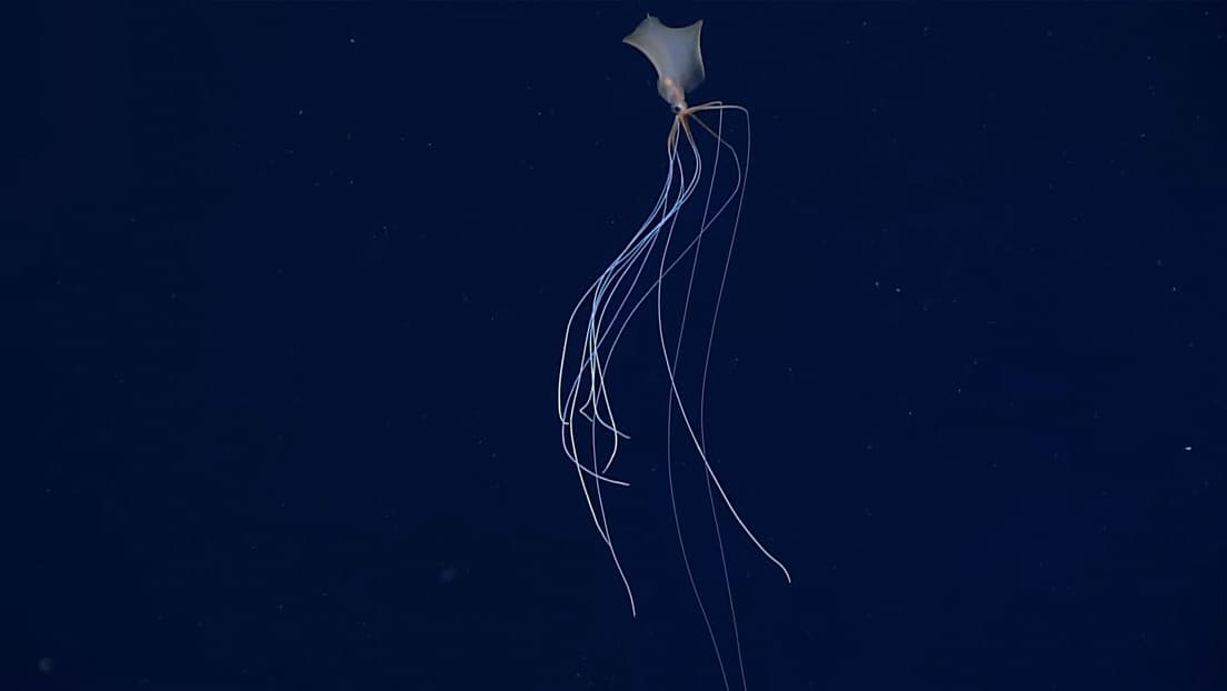 Encuentran un "fantasmal" calamar de aguas profundas bajo la superficie del océano