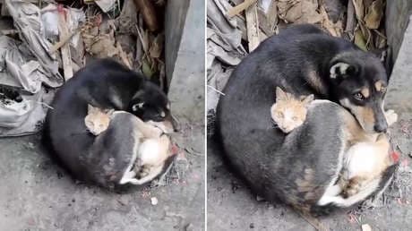 Un gato y un perro rescatados de los escombros en Turquía se dan calor abrazados