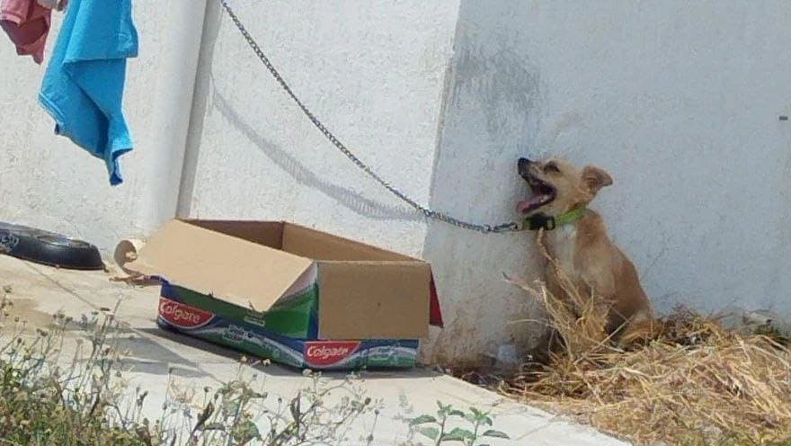 Ola de calor ya cobró una víctima: perrito muere por estar amarrado y expuesto al sol en Yucatán