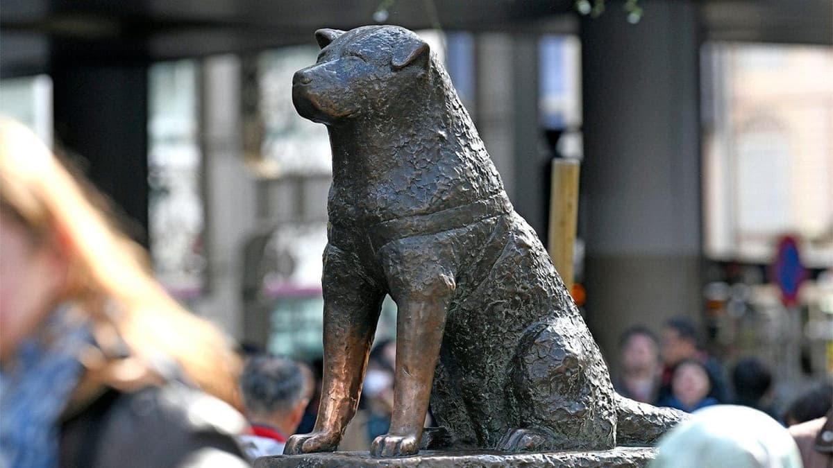 Hachiko, el perrito más famoso y leal, cumple 100 años; ciudadanos en Japón le rinden homenaje