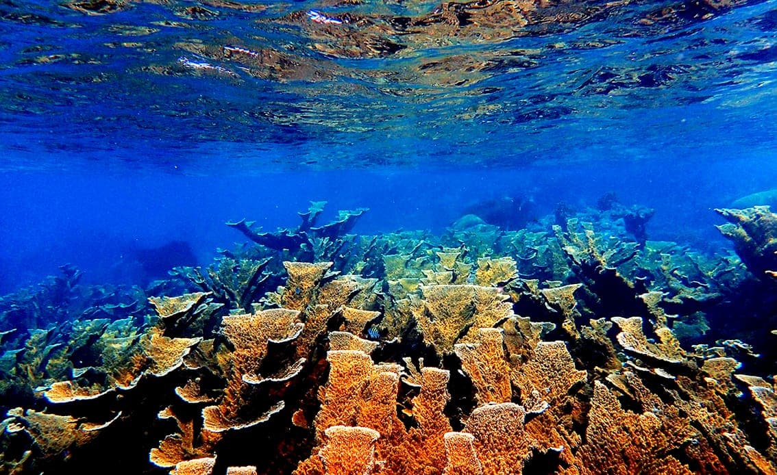 Video: Se agrava estado de salud de la barrera de coral de isla Contoy a la bahía Honduras