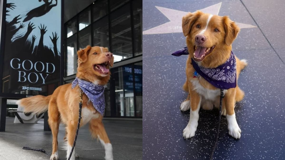 Perrito hace historia al ser nominado a Mejor Actor en los Premios Astra