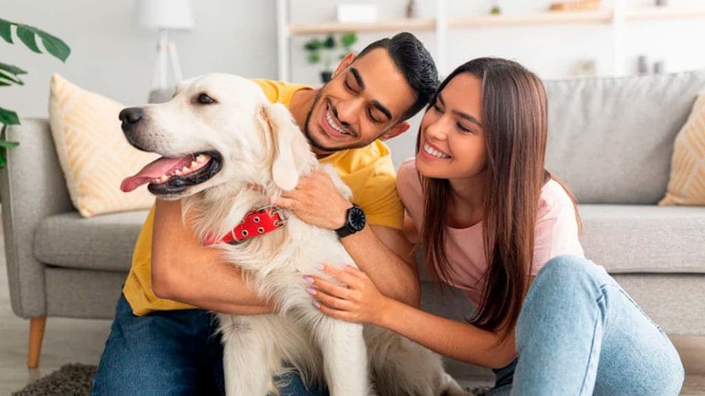 Generación Z en México no quiere hijos, apuesta por vasectomía y "perrihijos"