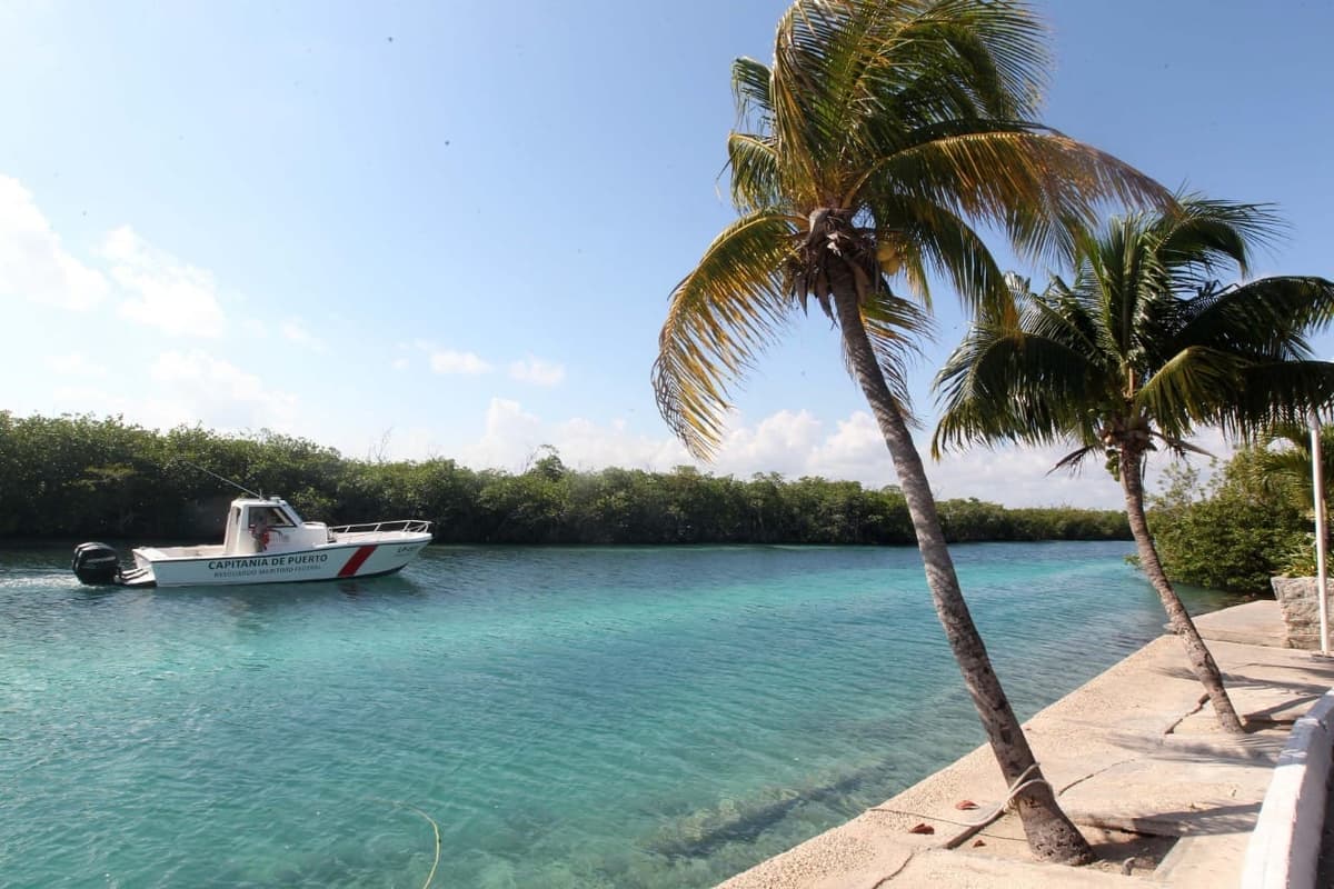 Aún desconocen la causa de muerte del delfín encontrado en la Nichupté