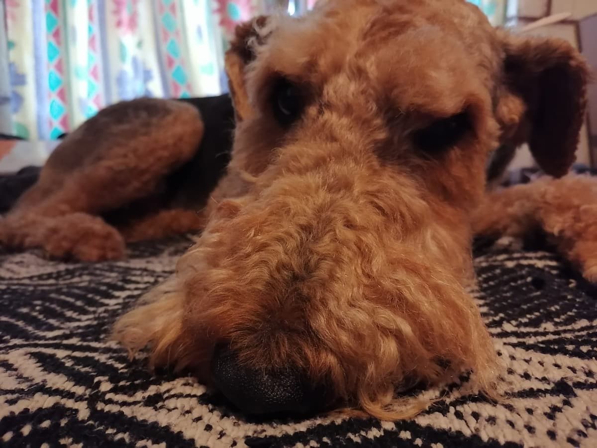 Presentan en el Senado iniciativa de Ley General de Bienestar Animal