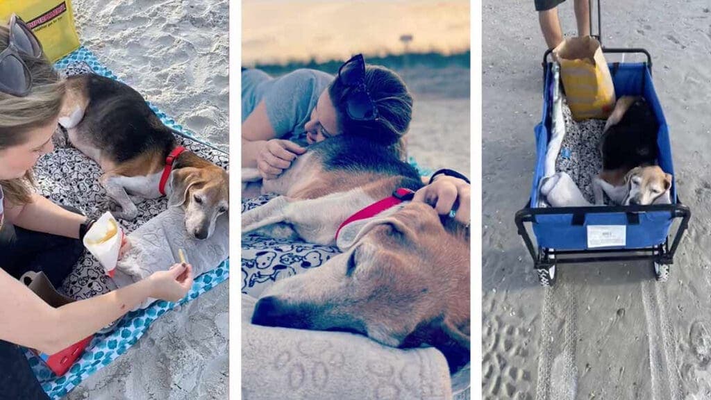 Video: Familia se despide de su perrito con emotivo paseo por la playa