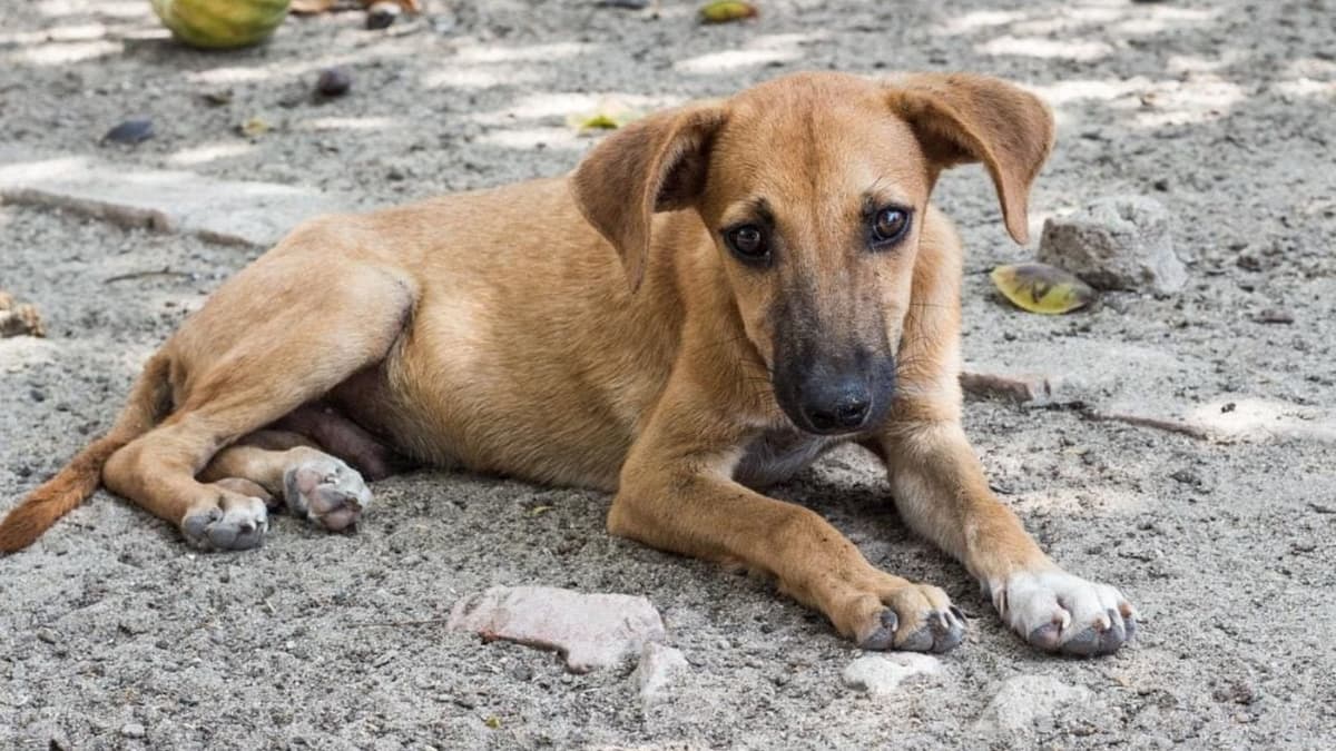 Bomberos evitan que perrito muera calcinado en incendio en Playa del Carmen