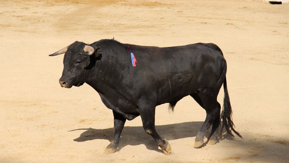 Procuraduría Ambiental realiza operativos para sancionar a quienes organizan corridas de toros en Q. Roo