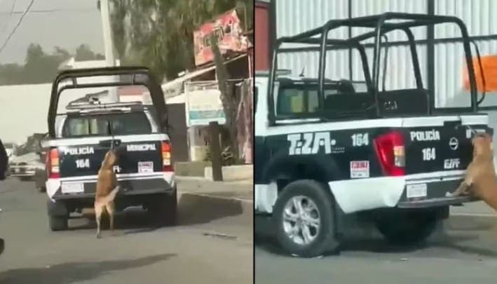 Video: Acusan a policías de arrastrar a perrita atada a una patrulla en Hidalgo