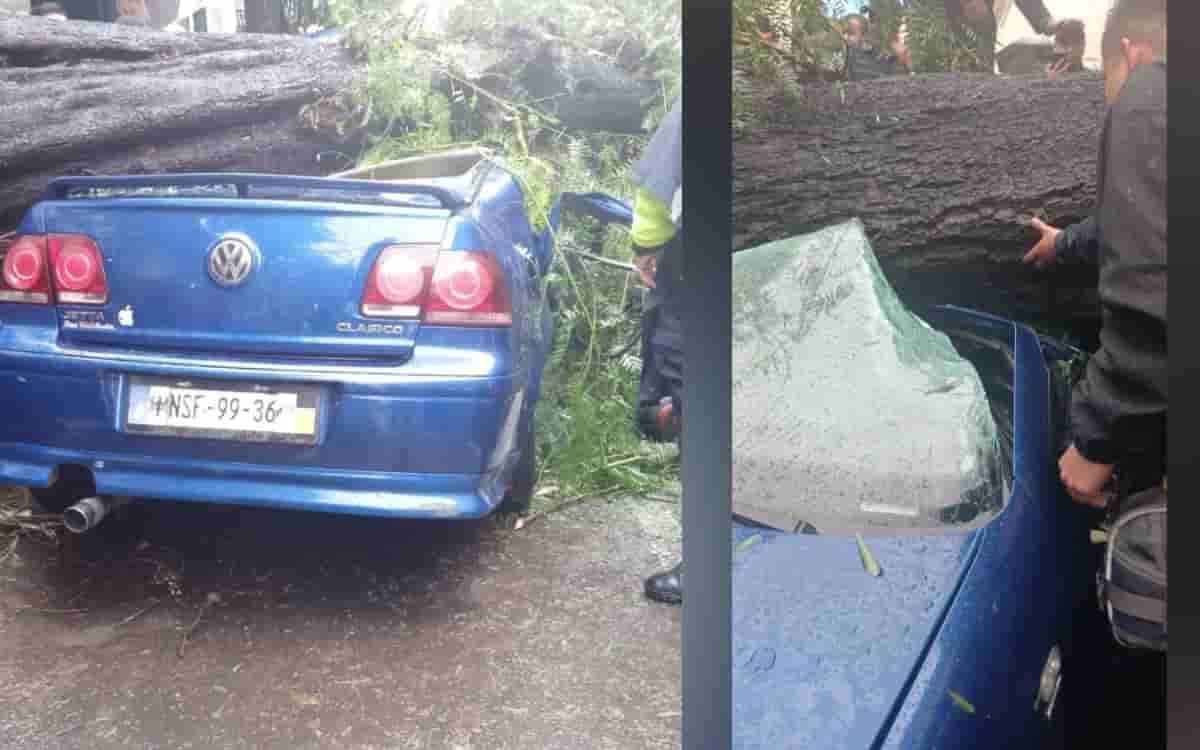 VIDEO: Árbol cae sobre un automóvil en la alcaldía Benito Juárez, CDMX; muere una mujer y su bebé sobrevive