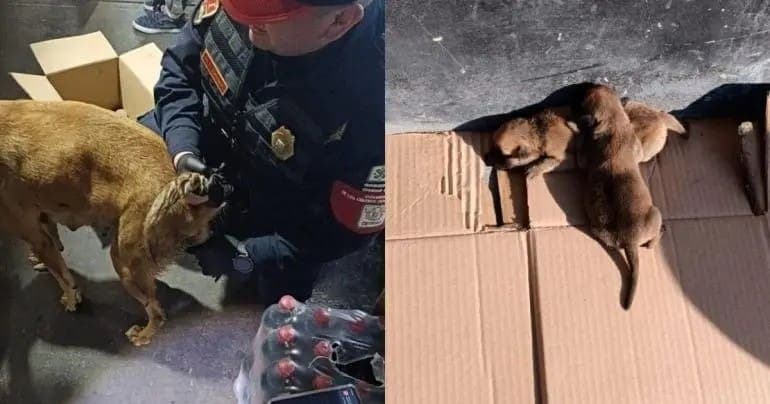 Video: Policías ayudan a perrita para tener a sus cachorros en andenes de autobuses en CDMX