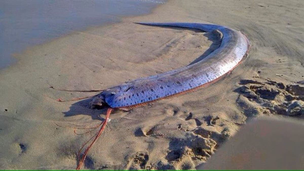 Video: Aparece "pez del fin del mundo" en Playa El Quemado, Baja California Sur