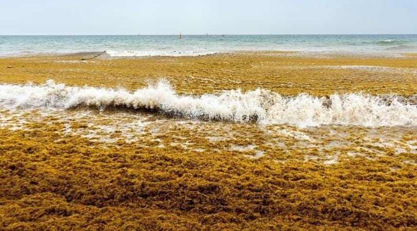 Sargazo rompe récords históricos en sur de Quintana Roo; Mahahual y Xcalak las playas más afectadas