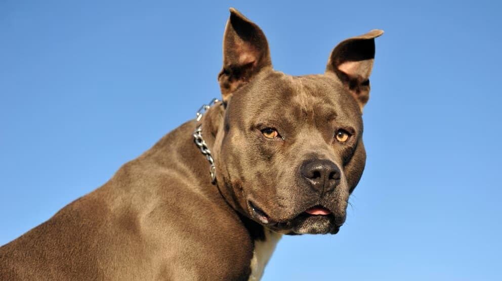 Adulta mayor pierde parte de su brazo por ataque de un perro pitbull en Iztapalapa, CDMX