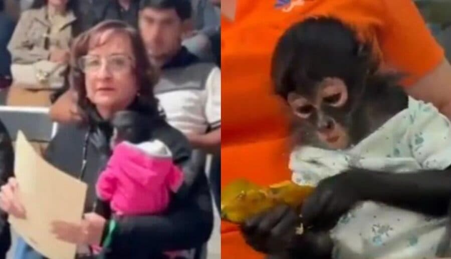 Video: Captan a regidora de Ocotlán, Jalisco cargando un mono araña; Profepa ya la denunció