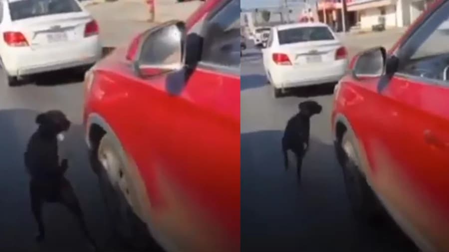 Video: Mujer abandona a su perro en plena avenida en Apodaca, Nuevo León